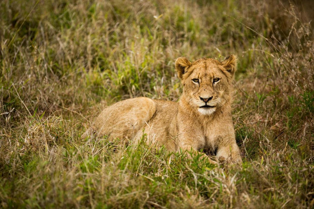 Hamiltons Tented Camp Mluwati Concession Exteriér fotografie