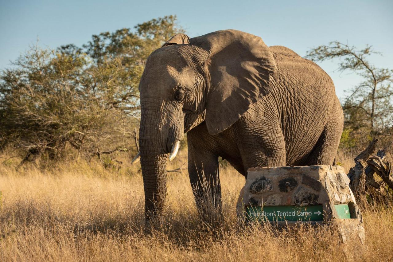 Hamiltons Tented Camp Mluwati Concession Exteriér fotografie