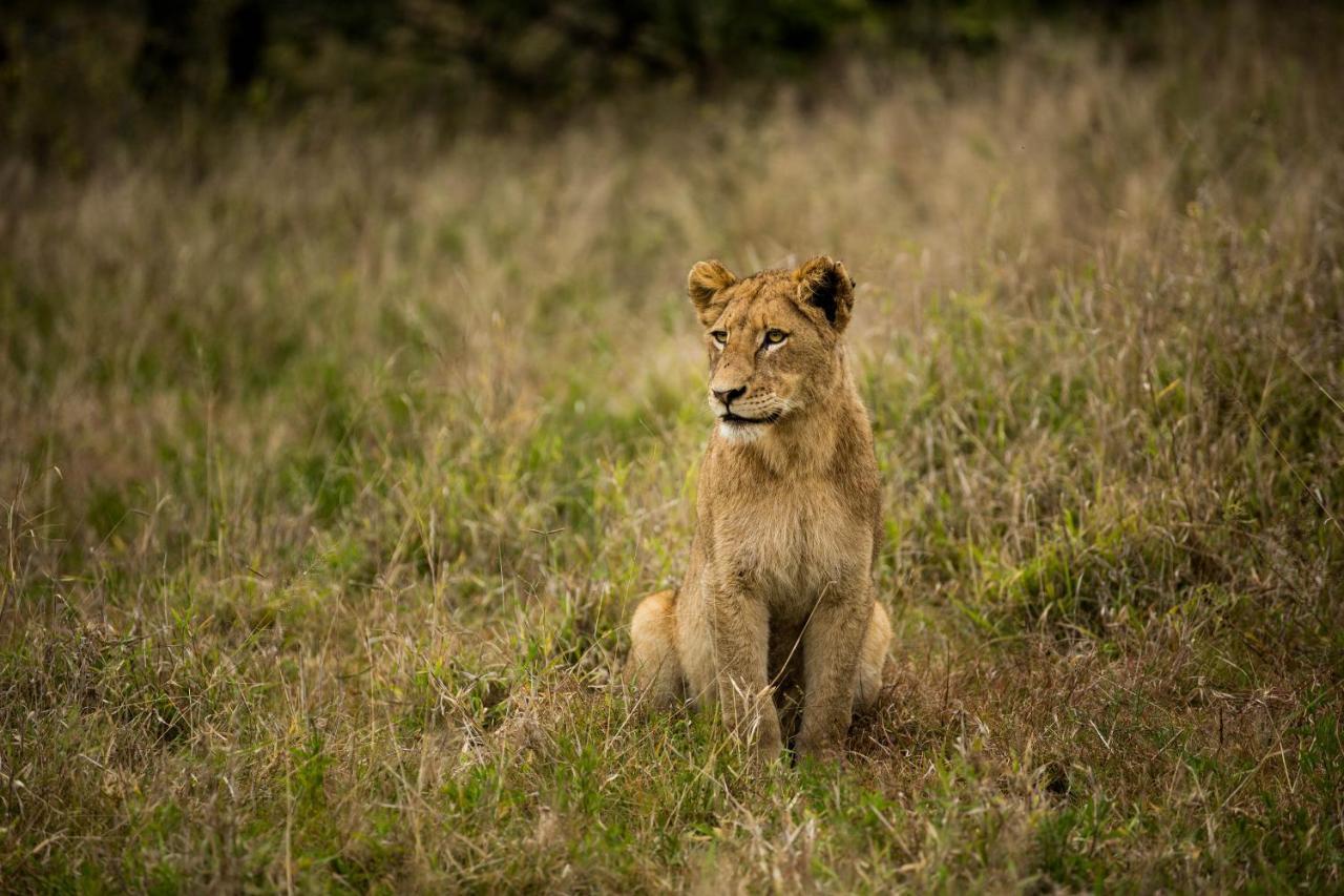 Hamiltons Tented Camp Mluwati Concession Exteriér fotografie